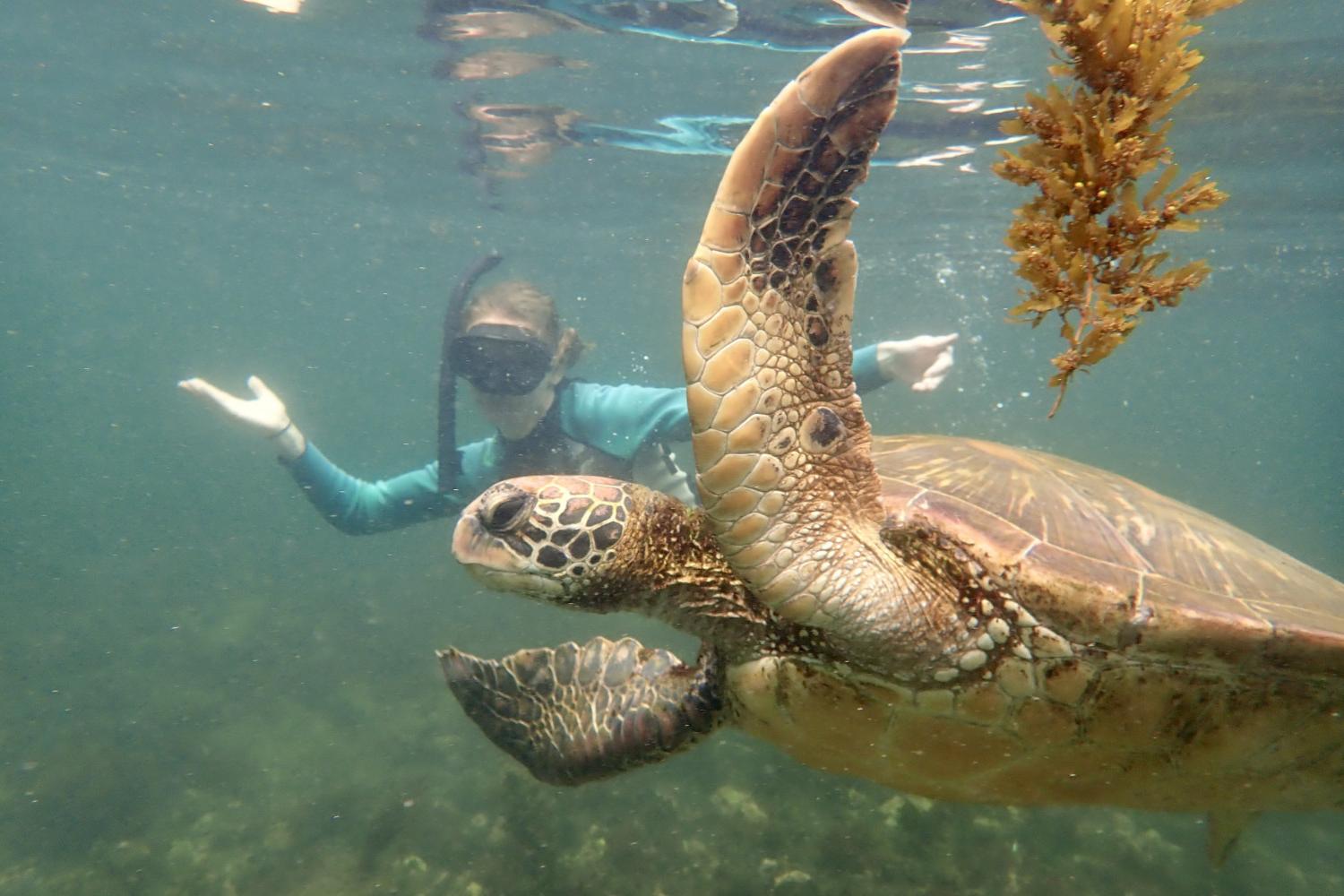 一名<a href='http://aapqka.strassenhuren.net'>bv伟德ios下载</a>学生在Galápagos群岛游学途中与一只巨龟游泳.